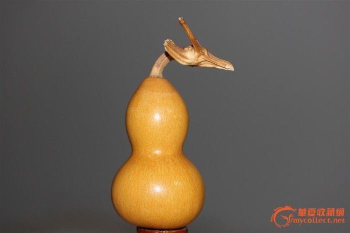 手捻小葫芦的龙头如何处理-刚摘手捻小葫芦如何处理，需要刮皮吗?谢谢 _感人网