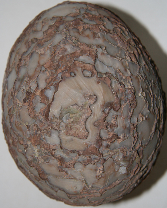 漂亮的鸵鸟蛋样化石