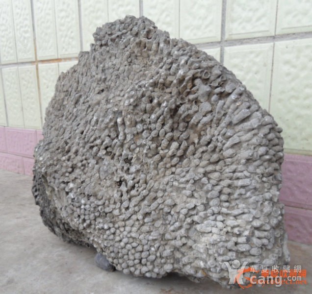 低价出,亿万年奇珍珊瑚化石大摆件