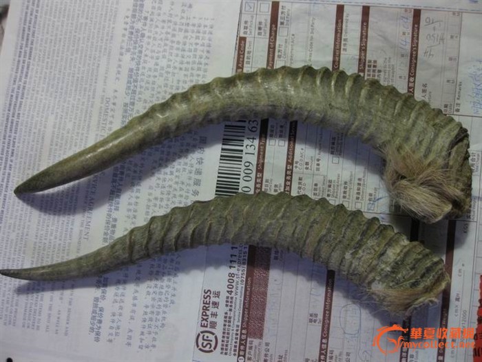 藏羚羊角.两根
