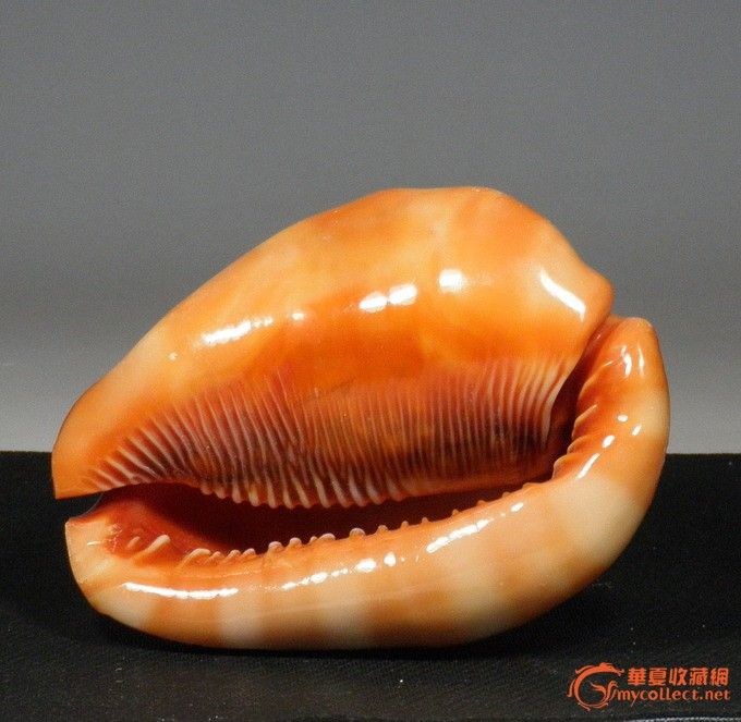 天然万宝螺 *海螺贝壳海星*礼品收藏摆设*鱼缸