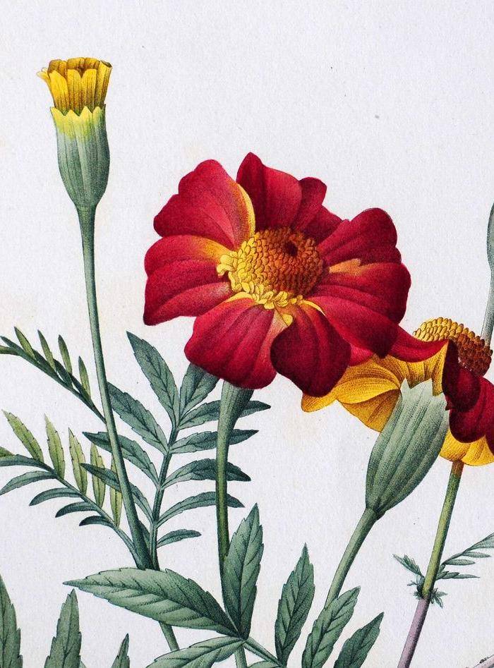 18世纪艺术巨匠雷杜德《花卉圣经》铜版画 万寿菊图2