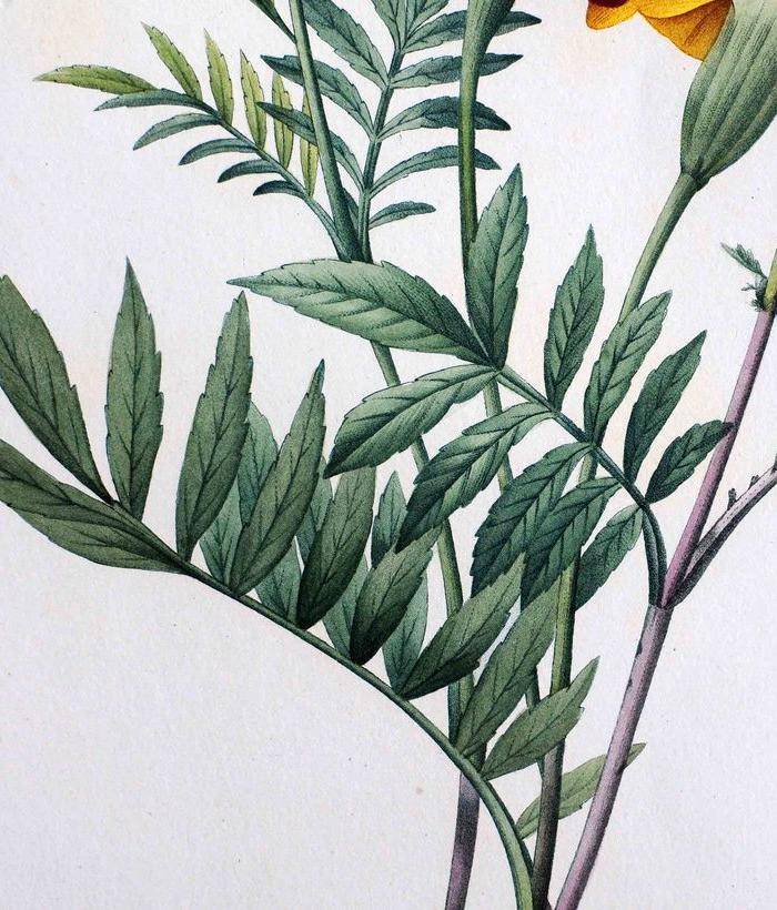 18世纪艺术巨匠雷杜德《花卉圣经》铜版画 万寿菊图3