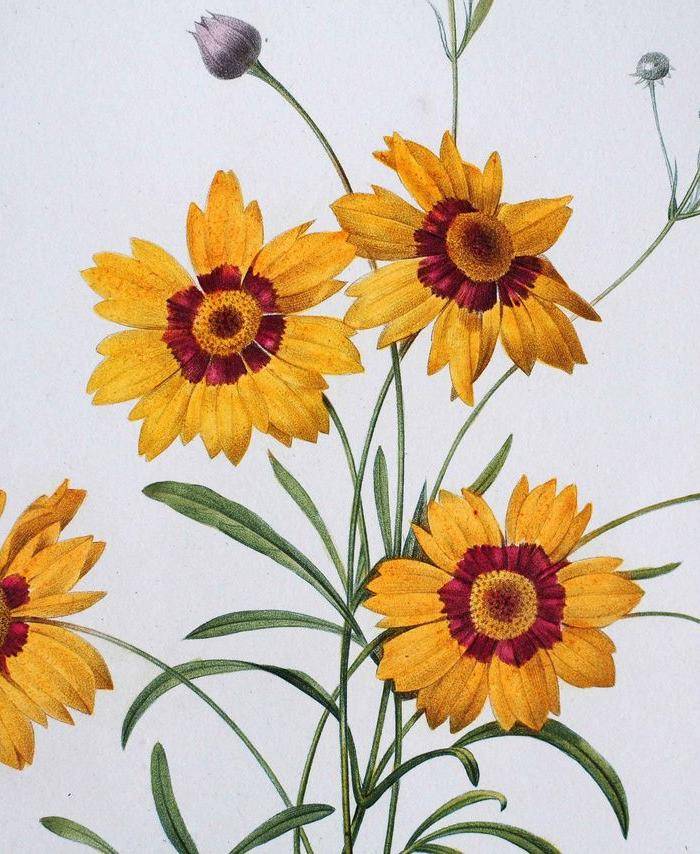 18世纪艺术巨匠雷杜德《花卉圣经》铜版画 蛇目菊图2