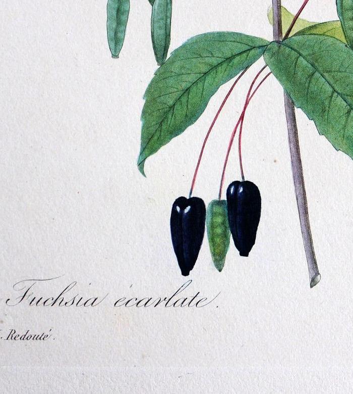 18世纪艺术巨匠雷杜德《花卉圣经》铜版画 倒