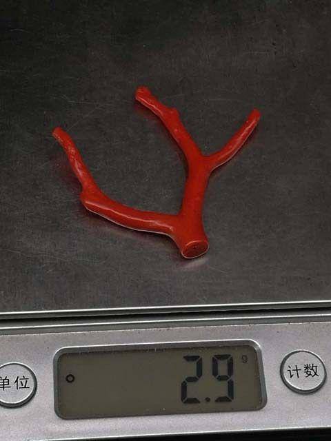 天然日本阿卡珊瑚随形枝11图12