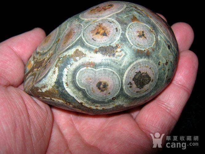 精品大型战 国红天珠天眼原石图7