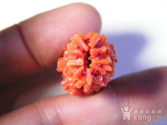 天然红珊瑚毛毛虫41.5克拉图3