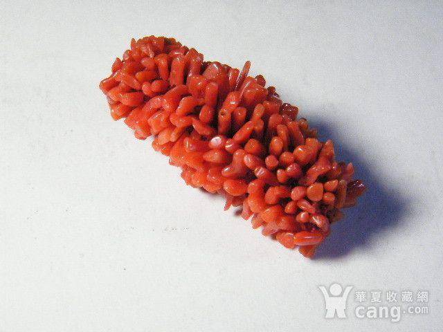 天然红珊瑚毛毛虫41.5克拉图2