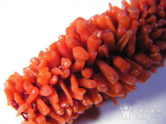 天然红珊瑚毛毛虫41.5克拉图4