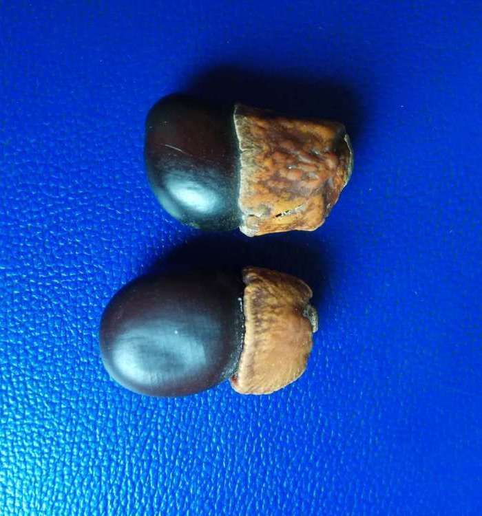 辟邪缅茄菩提2个图2