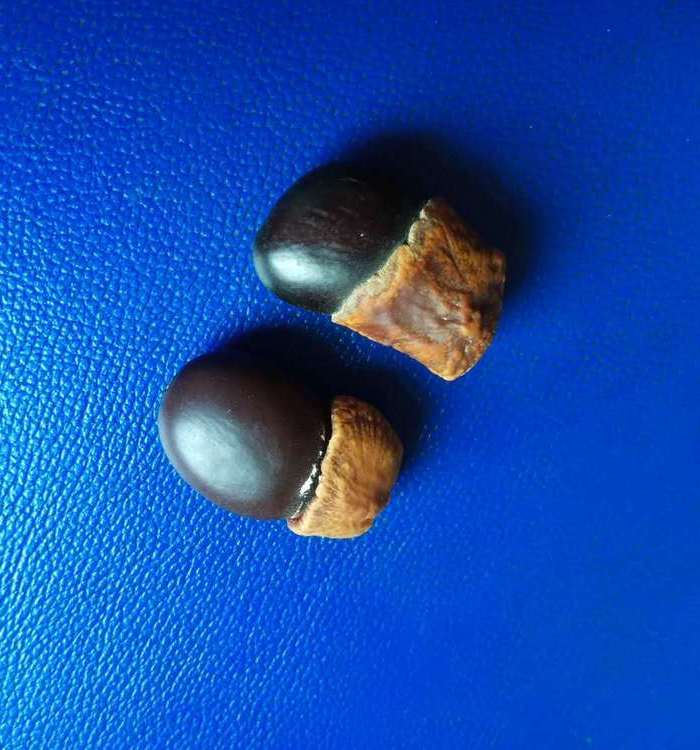 辟邪缅茄菩提2个图3