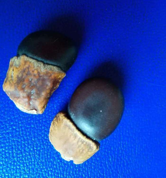 辟邪缅茄菩提2个图4