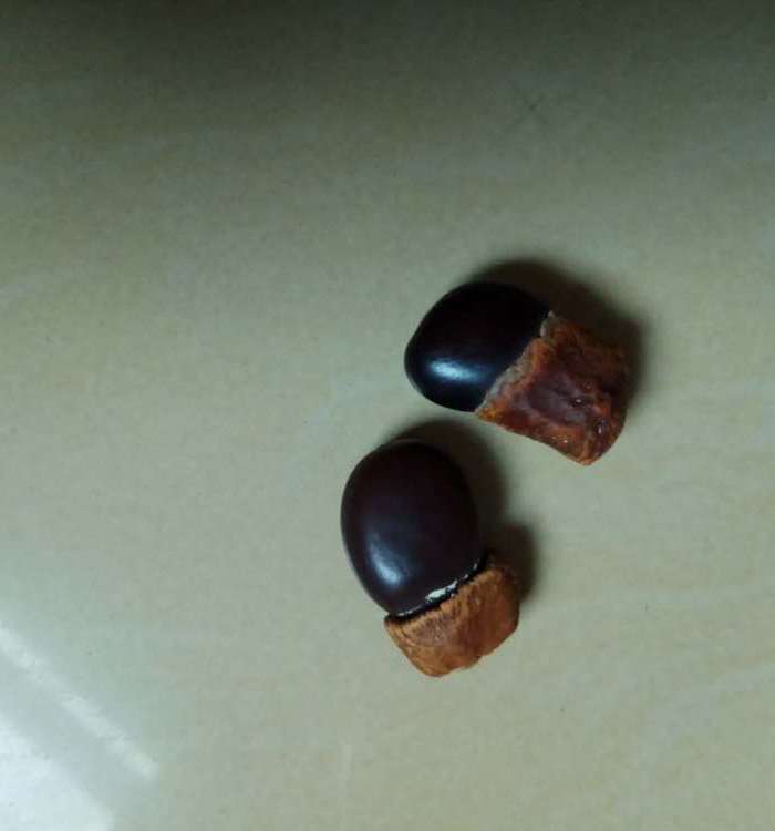 辟邪缅茄菩提2个图5