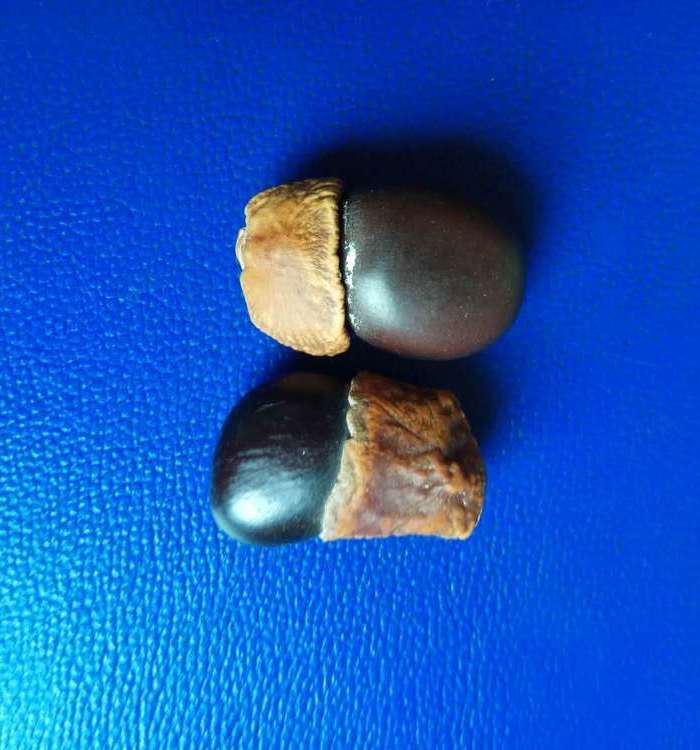 辟邪缅茄菩提2个图7