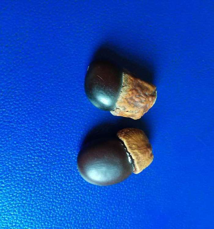 辟邪缅茄菩提2个图8