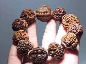 藏传 七瓣大金刚菩提 个头大 纹理好 高僧加持图8