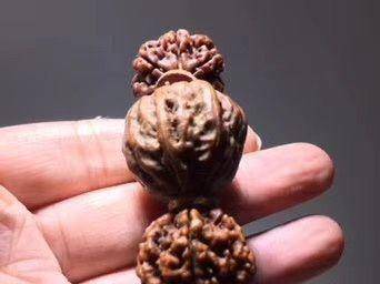 藏传 七瓣大金刚菩提 个头大 纹理好 高僧加持图6