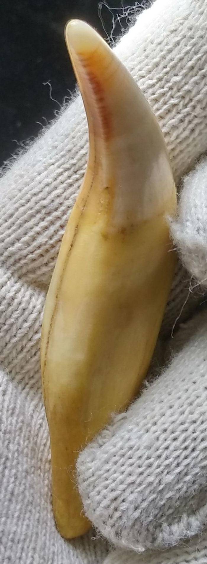 西伯利亚的大猛辟邪器图2