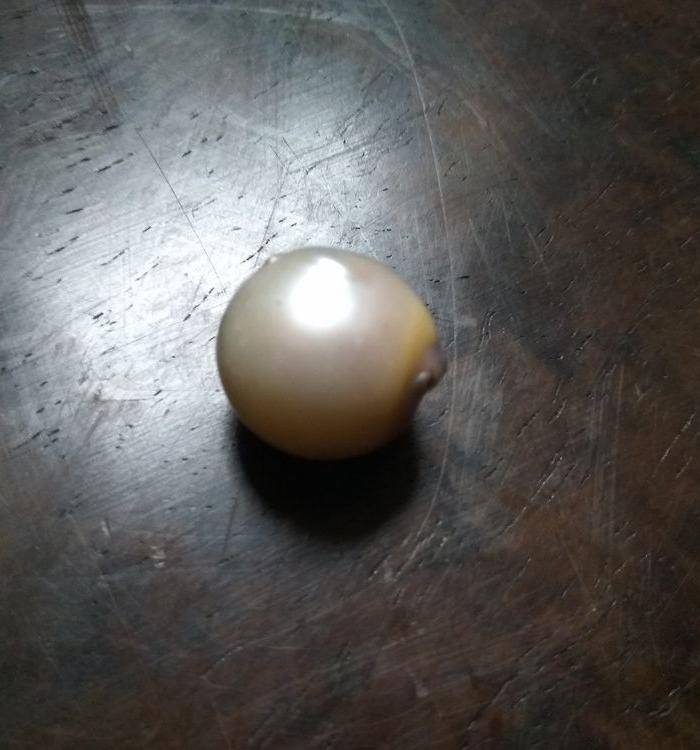 老珍珠王 保真图5