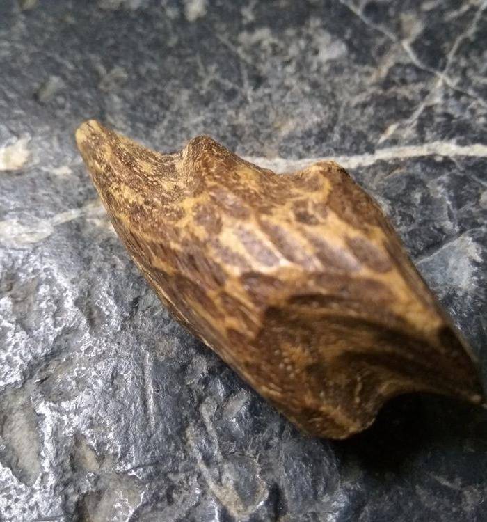 珍贵 越南芽庄虎斑黑油香图4