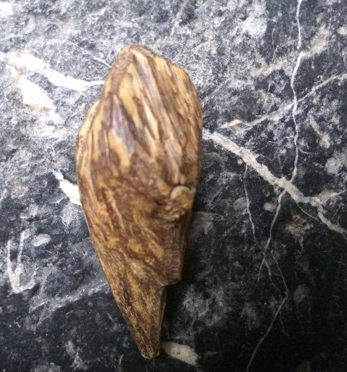 珍贵 越南芽庄虎斑黑油香图6