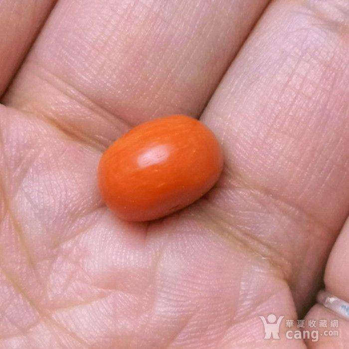 欧洲回流极品莫莫珊瑚10mm算盘珠 2图6