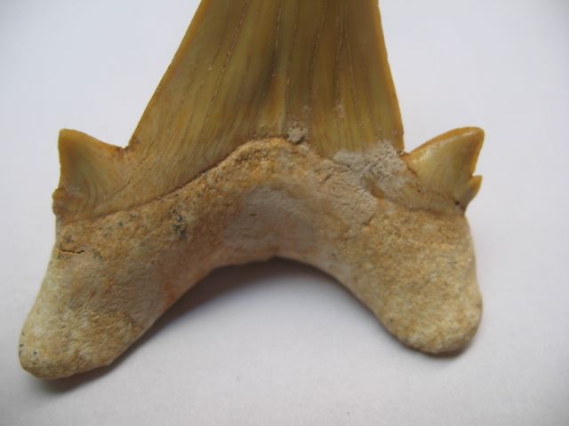 远古时期的鲨鱼牙化石