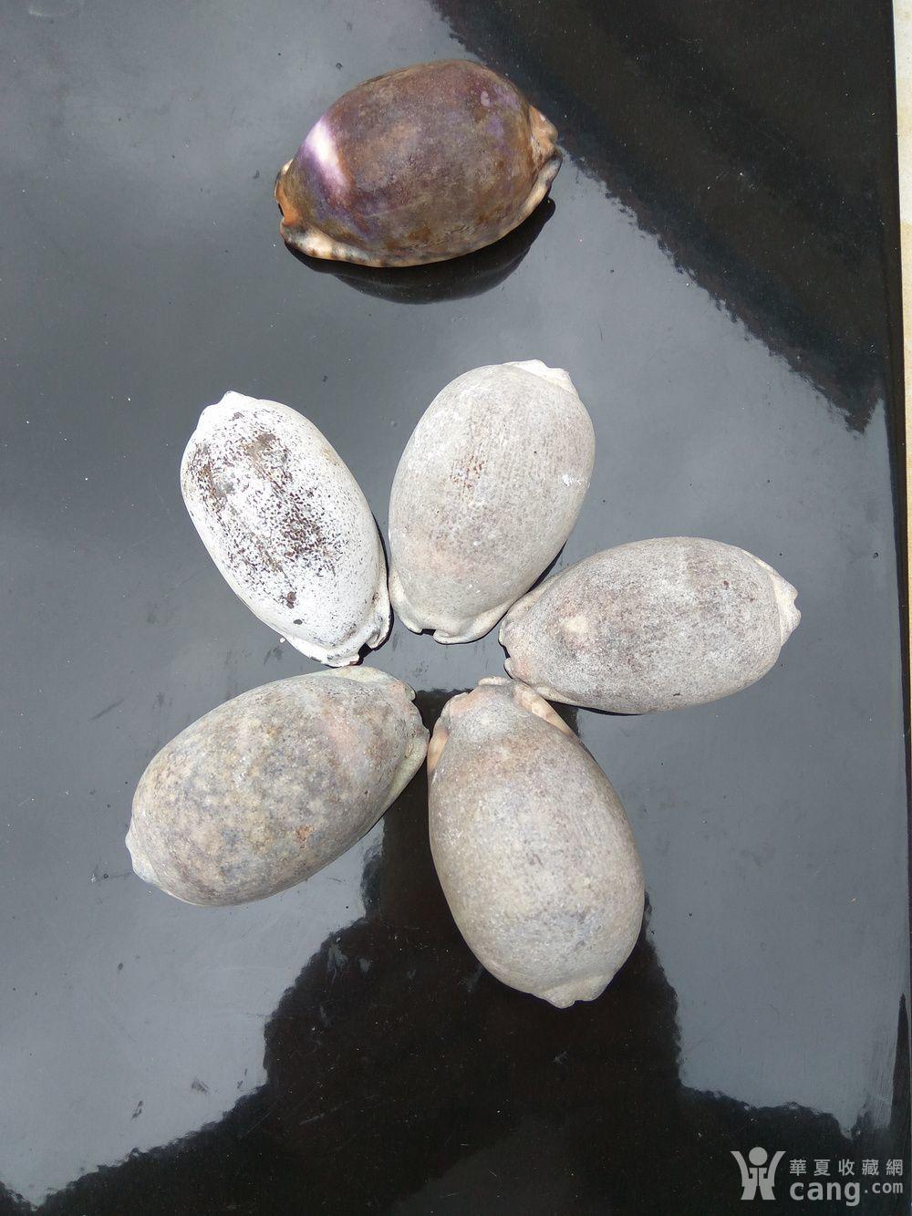 民国猪仔螺六个一起走