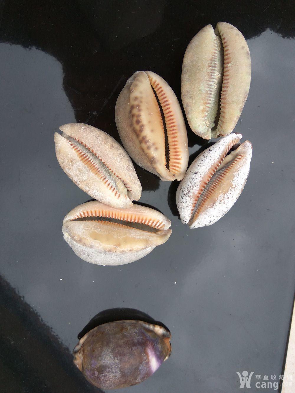 民国猪仔螺六个一起走