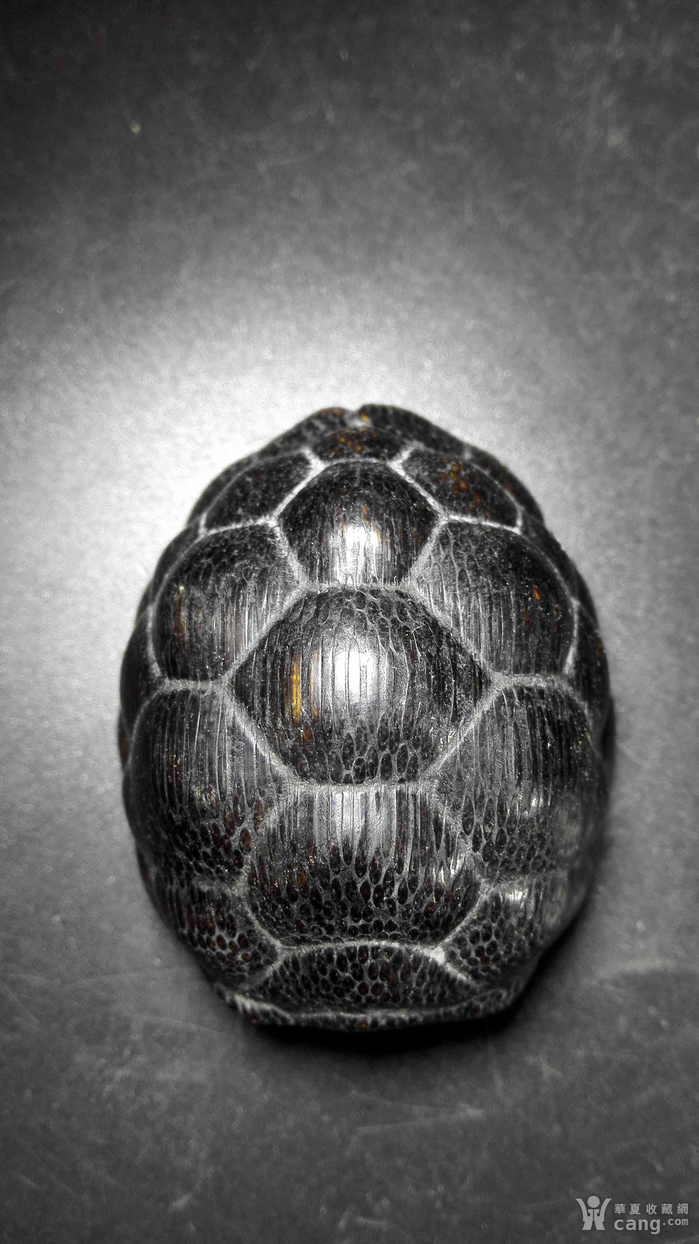 乌龟壳子
