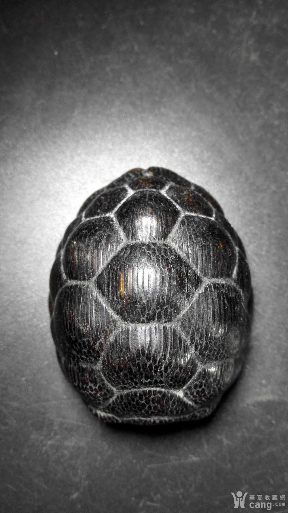 26~27 > 乌龟壳子  拍品描述 天然的jiao质品.纹路漂亮.味道好.