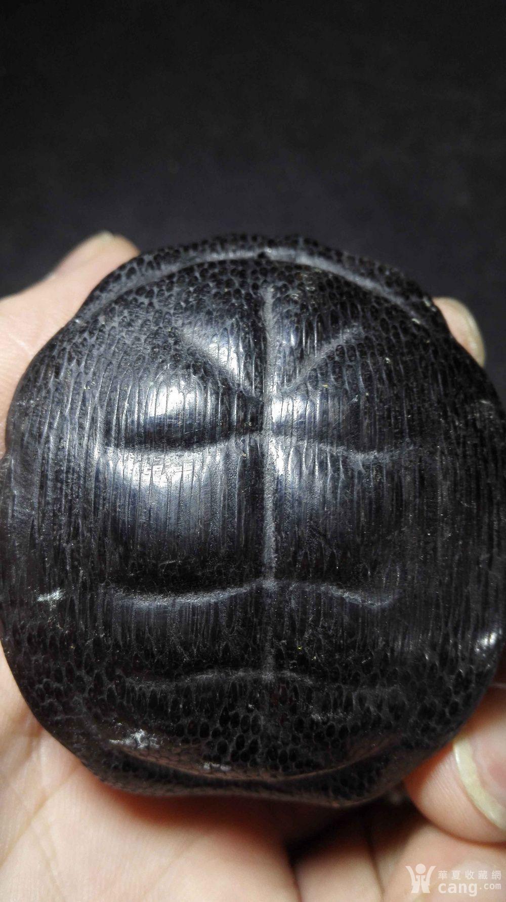 乌龟壳子