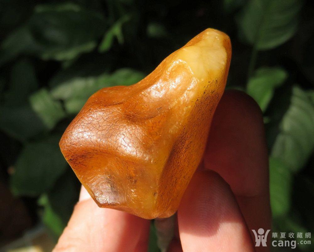 天然 金绞蜜 蜜蜡原石27克