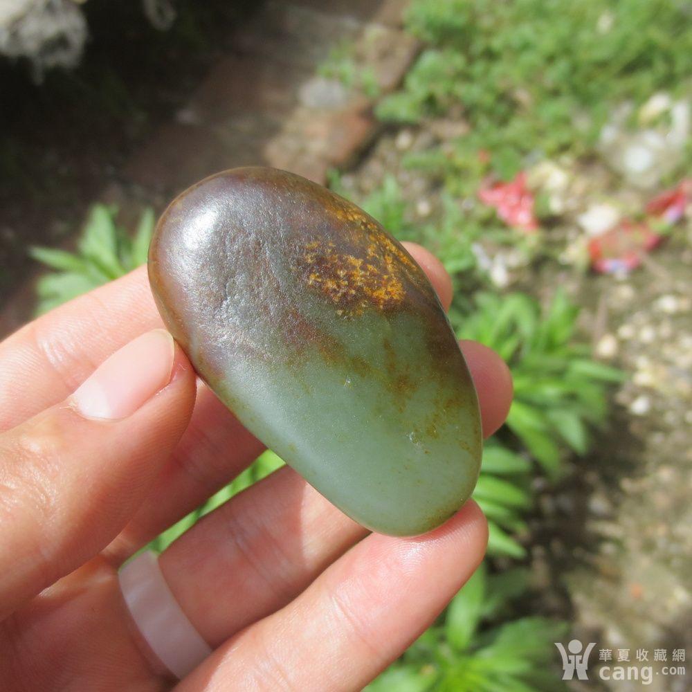 红皮沙枣青籽料49.2g