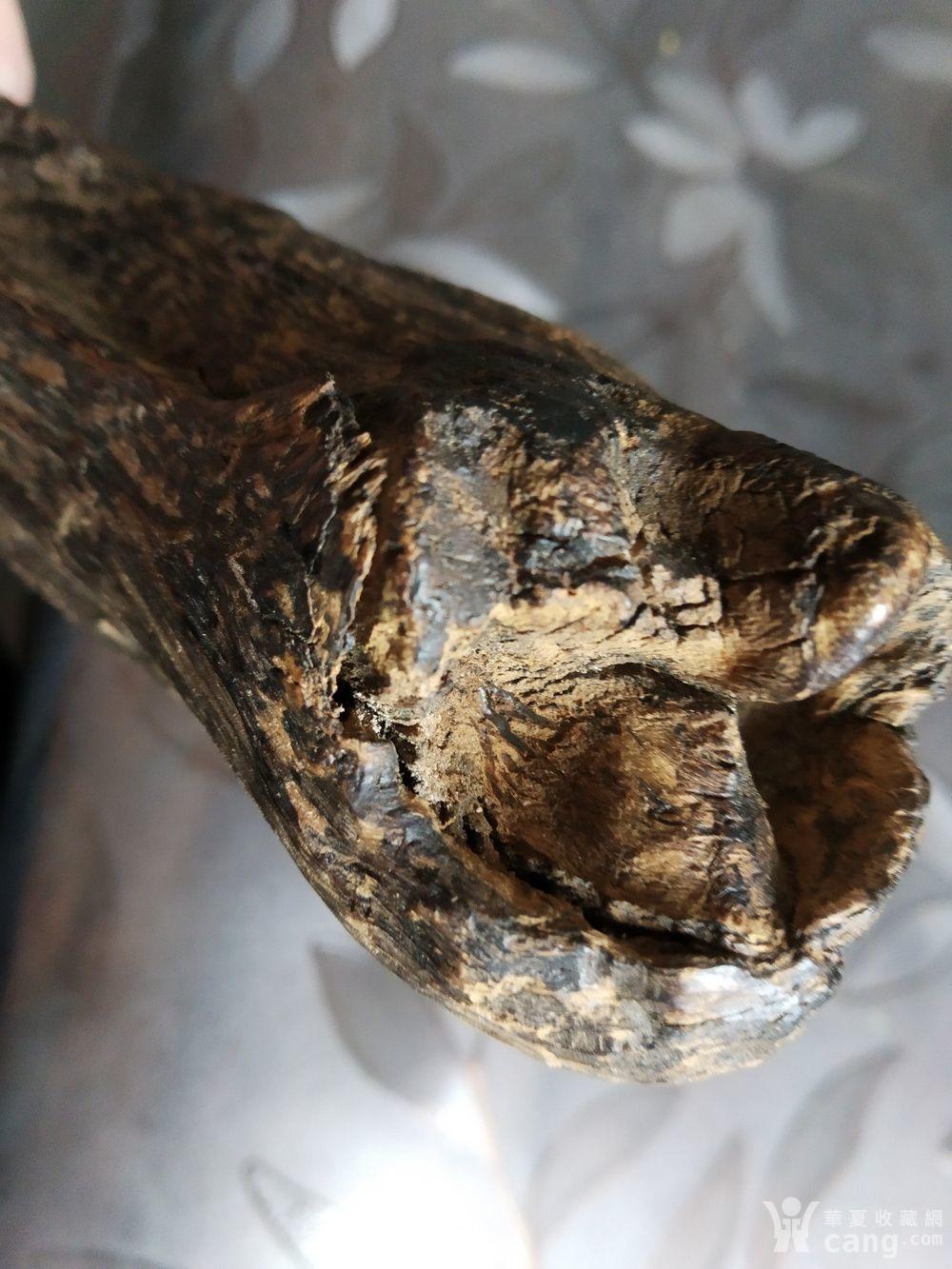 圣品海南尖峰岭老树心油沉香