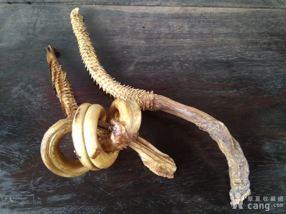 孟加拉回流 霸王鞭